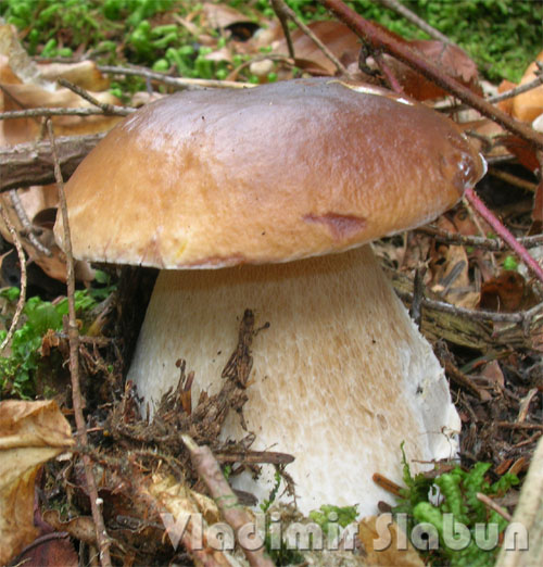 Осенний белый гриб